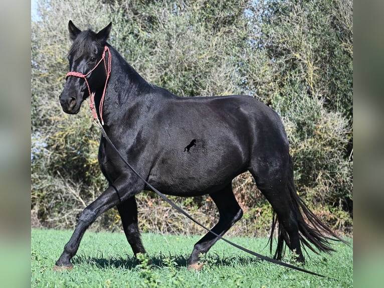Menorquin Klacz 9 lat 154 cm Kara in Menorca