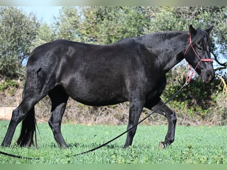 Menorquin Klacz 9 lat 154 cm Kara in Menorca