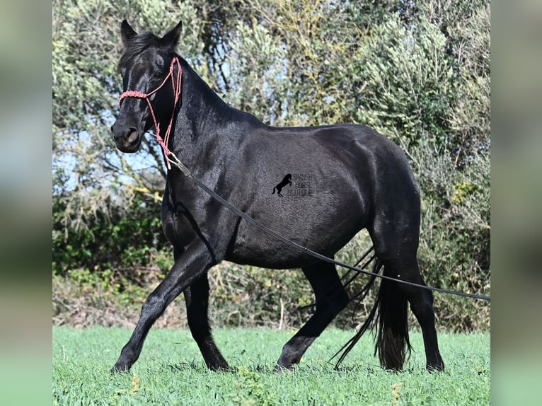Menorquin Klacz 9 lat 154 cm Kara in Menorca