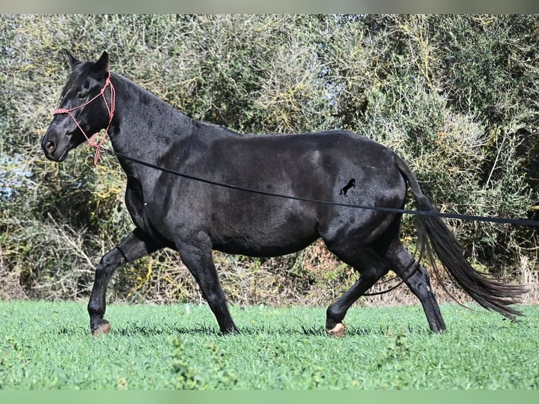 Menorquin Klacz 9 lat 154 cm Kara in Menorca