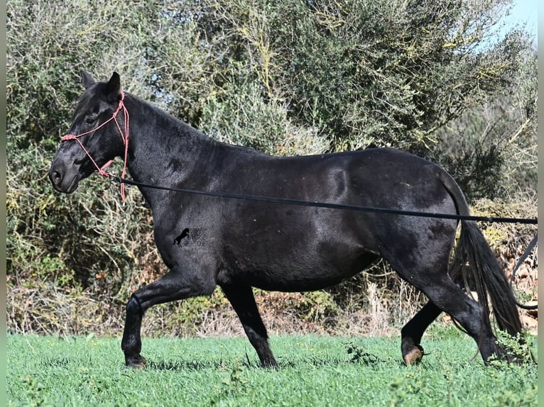 Menorquin Klacz 9 lat 154 cm Kara in Menorca