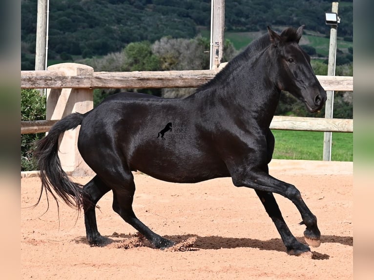 Menorquin Klacz 9 lat 160 cm Kara in Menorca