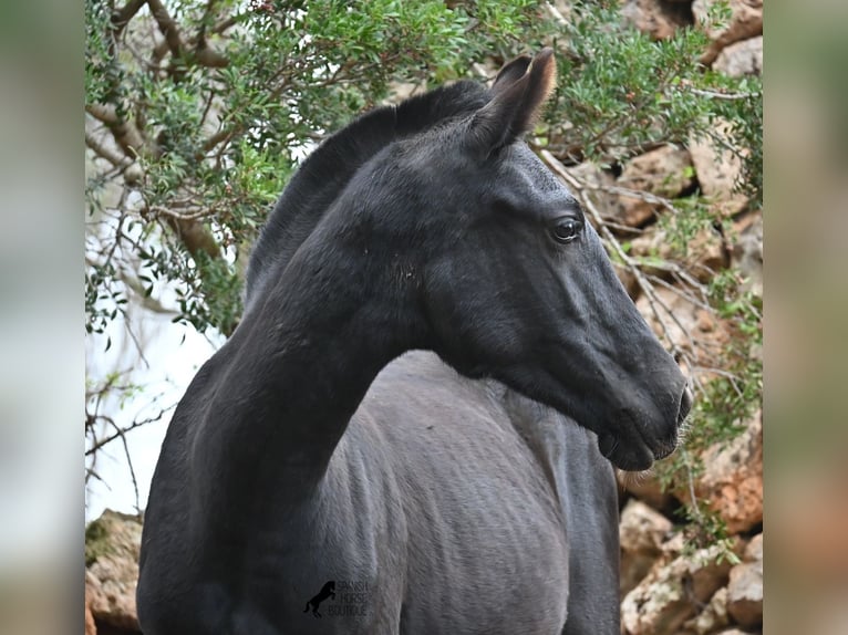 Menorquin Klacz Źrebak (02/2025) 163 cm Kara in Menorca