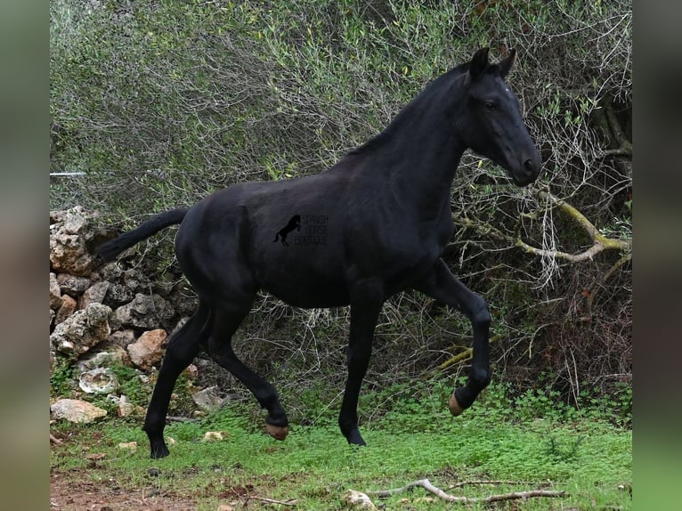 Menorquin Klacz Źrebak (02/2025) 163 cm Kara in Menorca