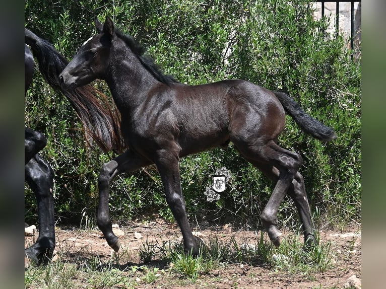 Menorquin Klacz  165 cm Kara in Menorca