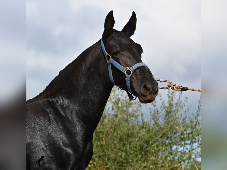 Menorquin Klacz Źrebak (03/2025) 165 cm Kara in Menorca