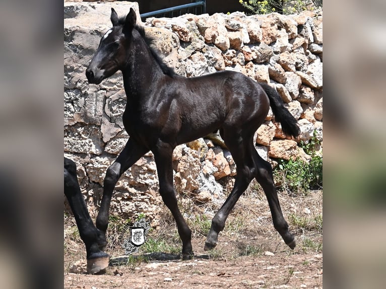 Menorquin Klacz  165 cm Kara in Menorca