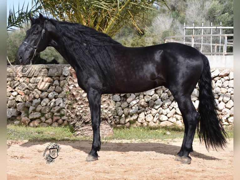 Menorquin Klacz  165 cm Kara in Menorca