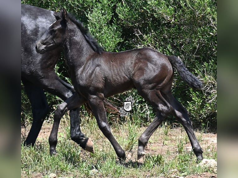 Menorquin Klacz  165 cm Kara in Menorca