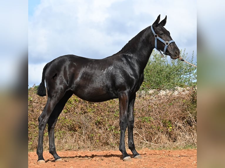 Menorquin Klacz Źrebak (03/2025) 165 cm Kara in Menorca