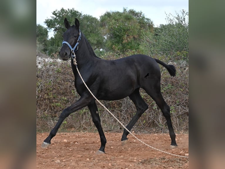 Menorquin Klacz Źrebak (03/2025) 165 cm Kara in Menorca