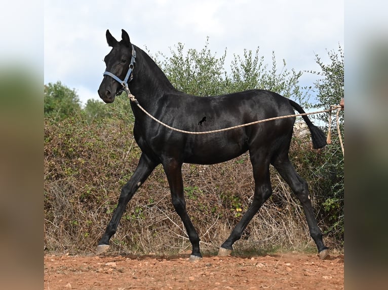 Menorquin Klacz Źrebak (03/2025) 165 cm Kara in Menorca
