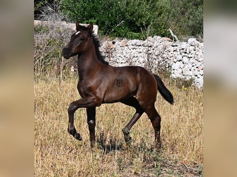 Menorquin Klacz  165 cm Kara in Menorca