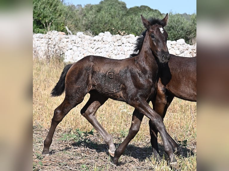 Menorquin Klacz  165 cm Kara in Menorca