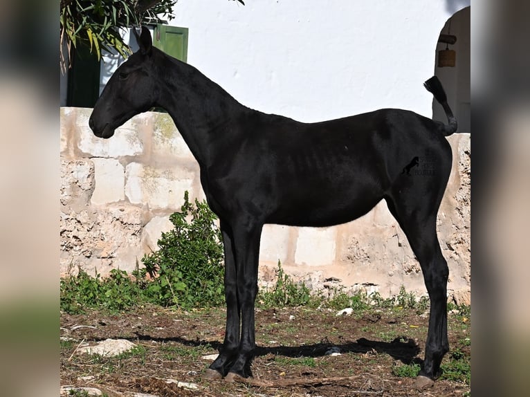 Menorquin Klacz Źrebak (03/2025) 165 cm Kara in Menorca