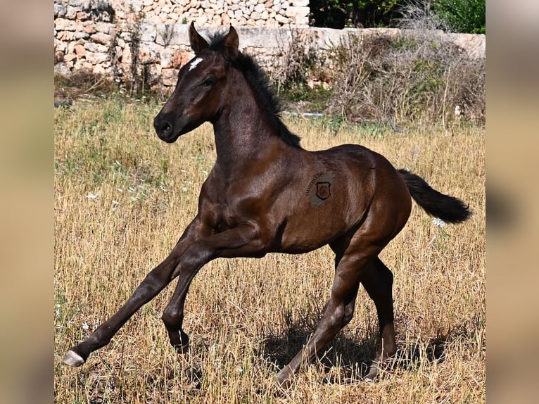 Menorquin Klacz  165 cm Kara in Menorca