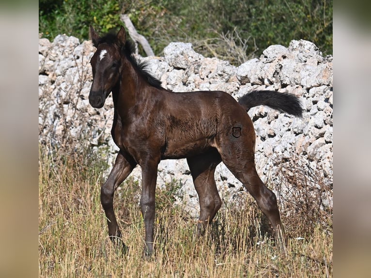 Menorquin Klacz  165 cm Kara in Menorca