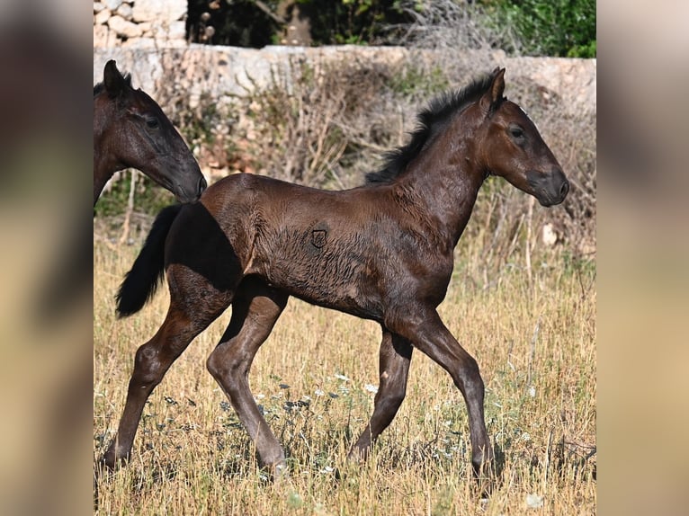 Menorquin Klacz  165 cm Kara in Menorca