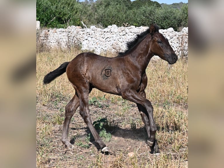 Menorquin Klacz  165 cm Kara in Menorca