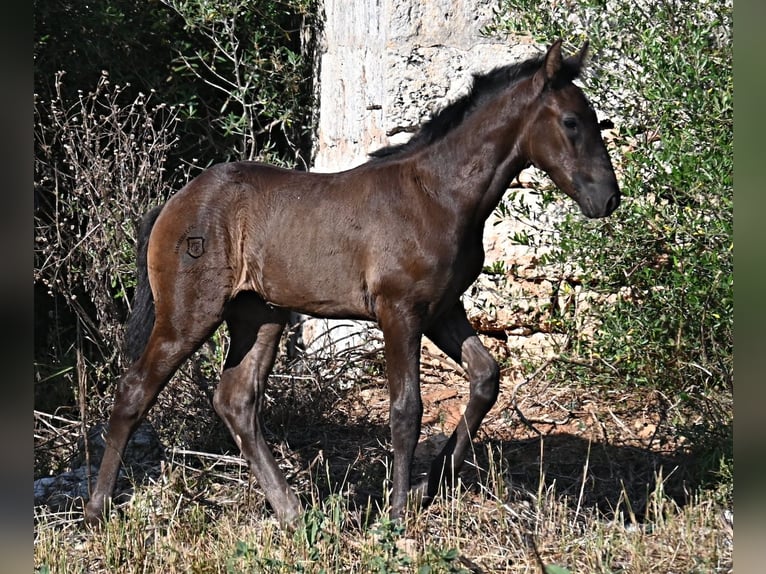 Menorquin Klacz  165 cm Kara in Menorca