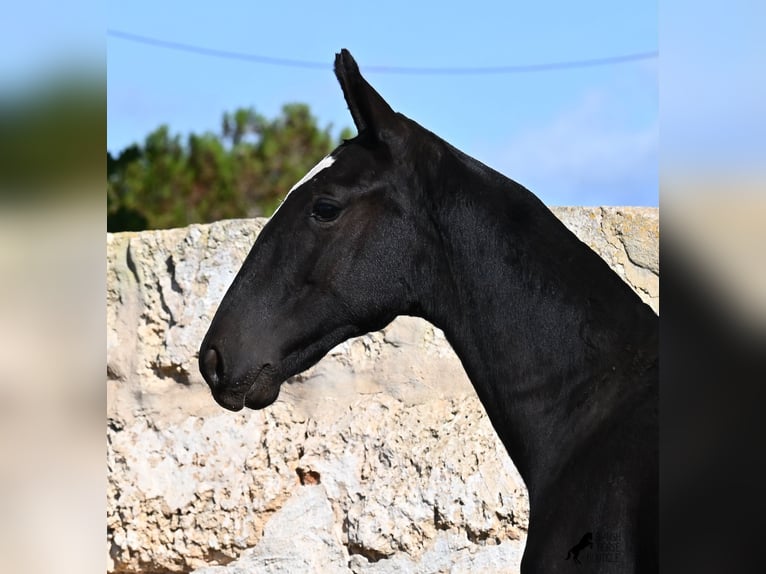 Menorquin Klacz Źrebak (03/2025) 165 cm Kara in Menorca