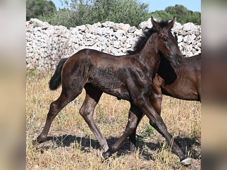 Menorquin Klacz  165 cm Kara in Menorca