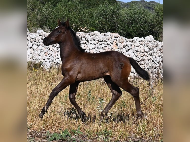 Menorquin Klacz  165 cm Kara in Menorca