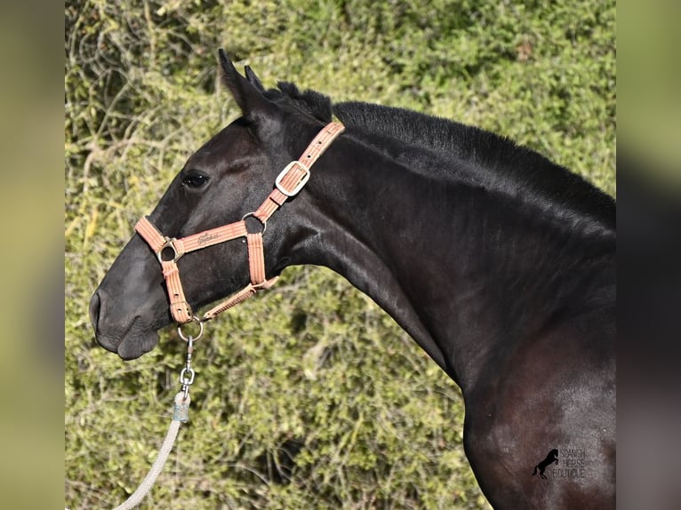 Menorquin Klacz Źrebak (02/2026) 170 cm Kara in Menorca