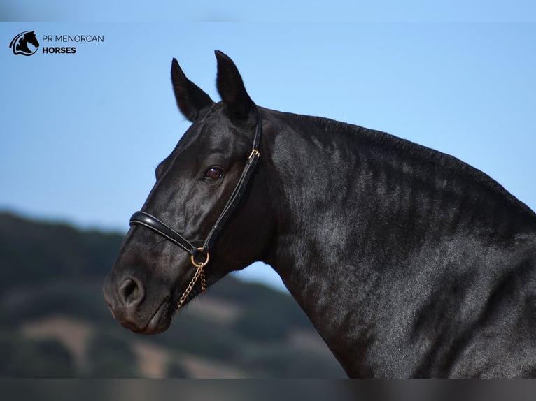 Menorquin Mare 10 years 15.1 hh Black in Menorca