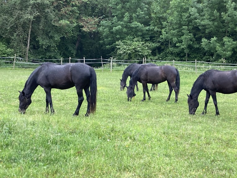 Menorquin Mare 10 years 15,2 hh Black in Herzogsdorf