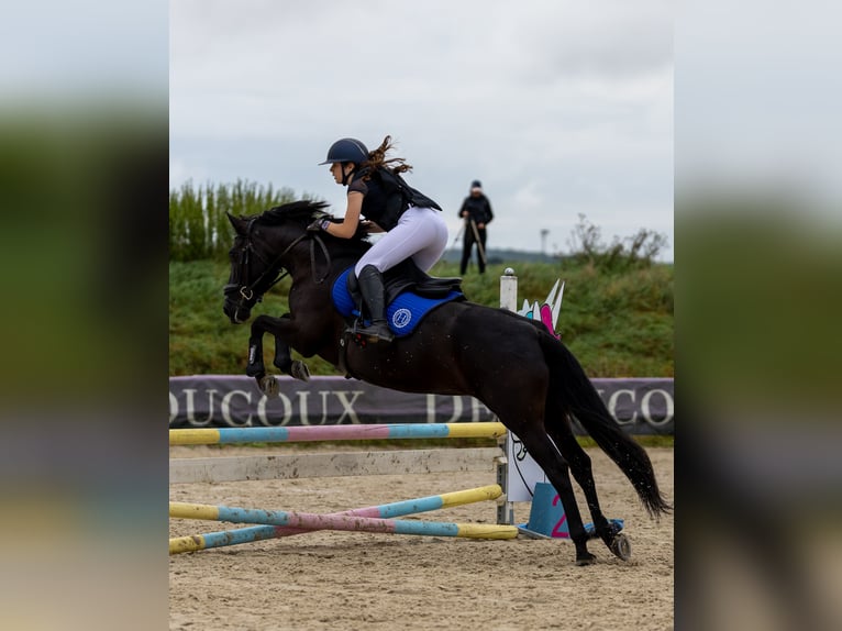 Menorquin Mare 10 years 15,2 hh Black in Mairy Mainville