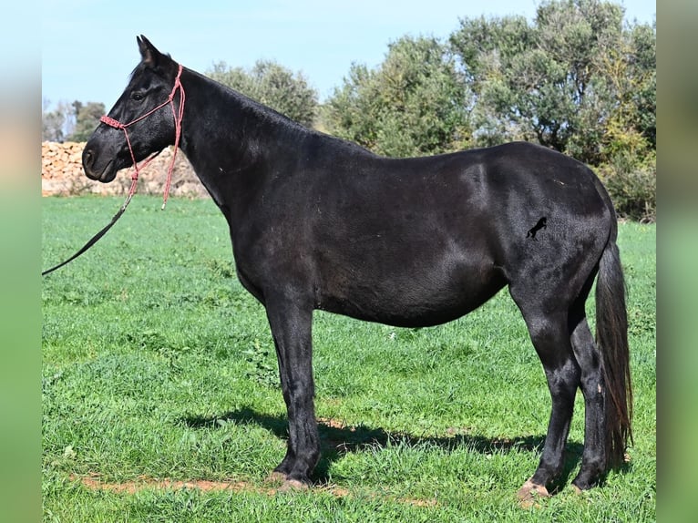 Menorquin Mare 10 years 15 hh Black in Menorca