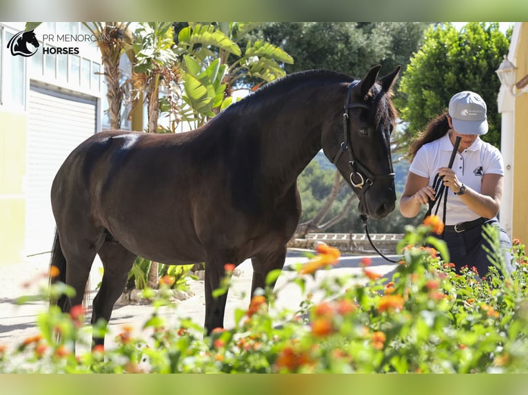 Menorquin Mare 11 years 15.2 hh Black in kent