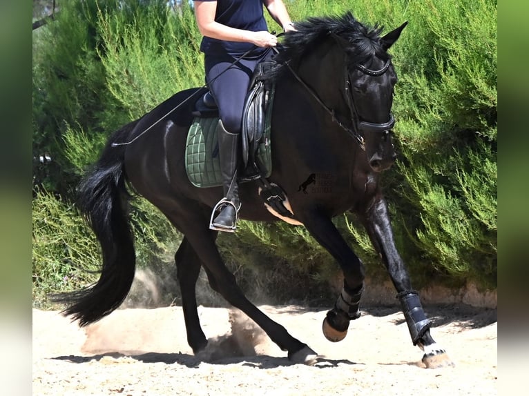 Menorquin Mare 12 years 15.2 hh Black in Menorca