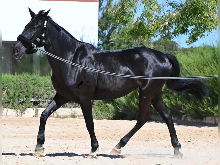 Menorquin Mare 12 years 15.2 hh Black in Menorca