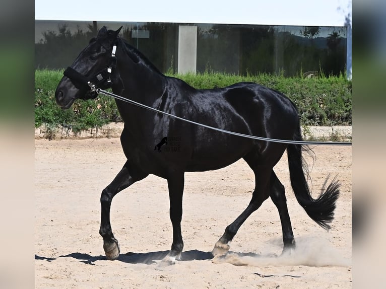 Menorquin Mare 12 years 15.2 hh Black in Menorca