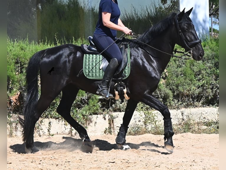 Menorquin Mare 12 years 15.2 hh Black in Menorca