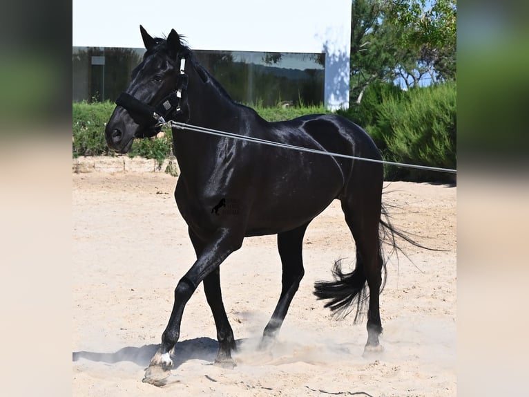 Menorquin Mare 12 years 15.2 hh Black in Menorca