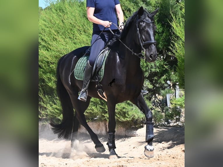 Menorquin Mare 12 years 15.2 hh Black in Menorca