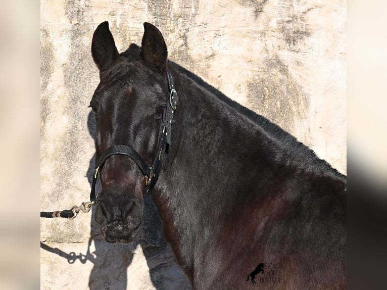 Menorquin Mare 19 years 15.2 hh Black in Menorca