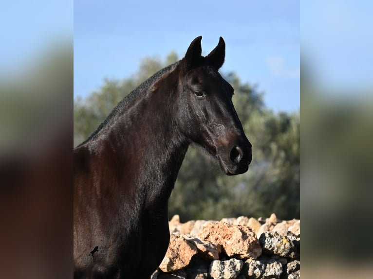 Menorquin Mare 19 years 15.2 hh Black in Menorca