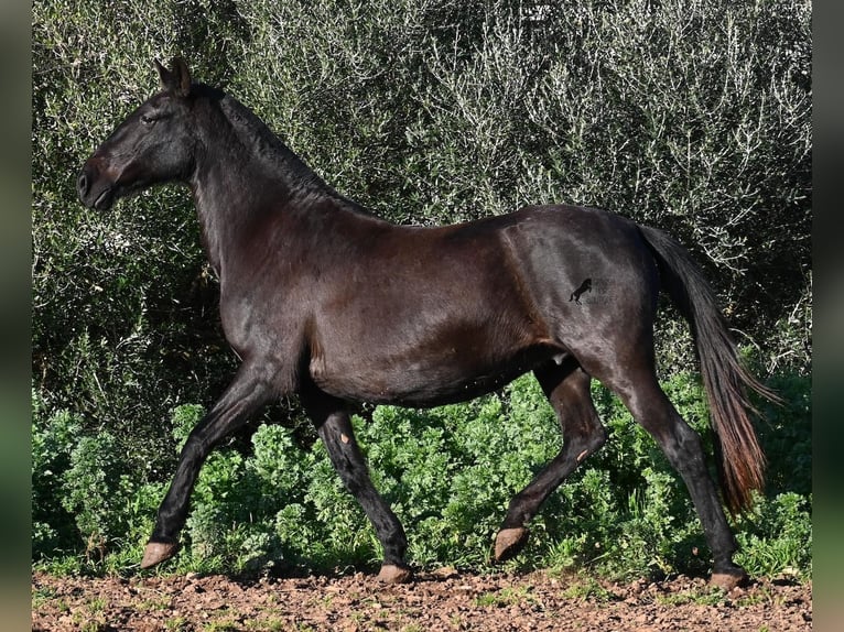 Menorquin Mare 19 years 15.2 hh Black in Menorca