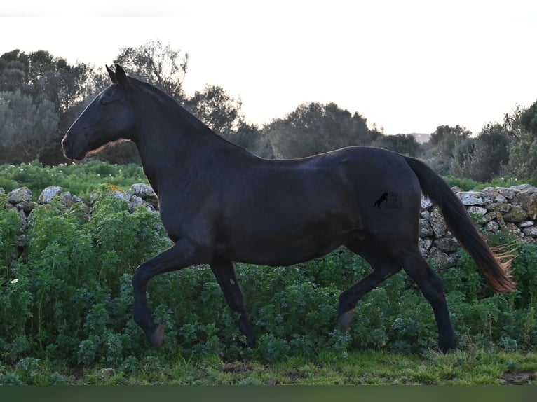 Menorquin Mare 19 years 15,2 hh Black in Menorca