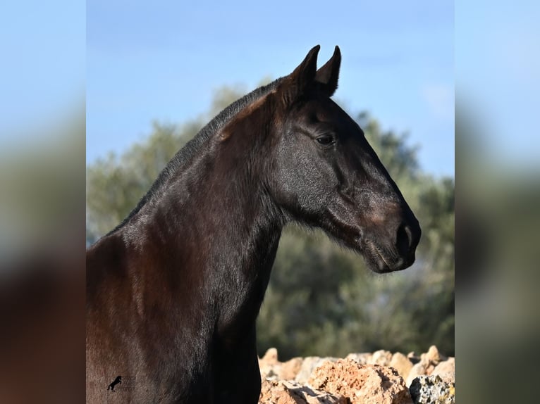 Menorquin Mare 19 years 15,2 hh Black in Menorca