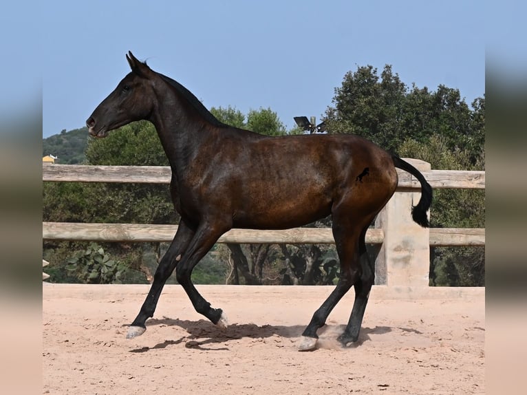 Menorquin Mare 1 year 15.1 hh Black in Menorca