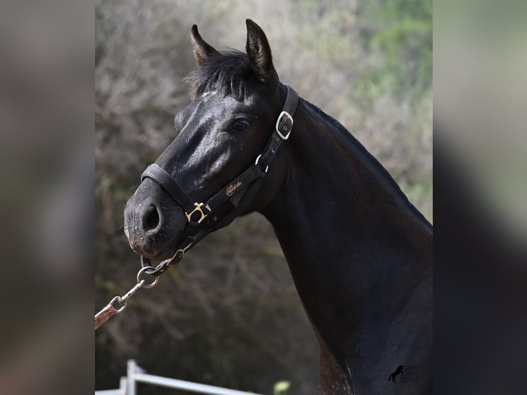 Menorquin Mare 1 year 15.1 hh Black in Menorca