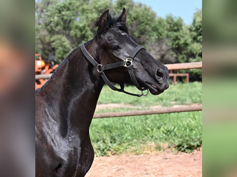 Menorquin Mare 1 year 15.1 hh Black in Menorca