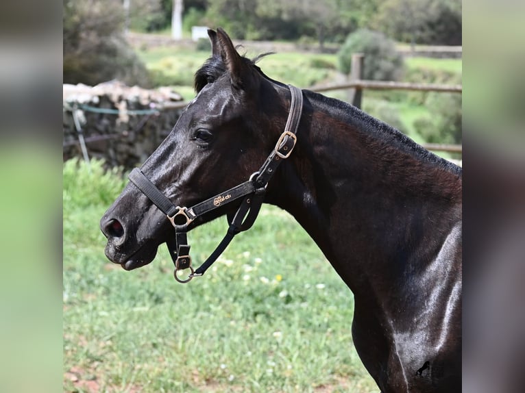 Menorquin Mare 1 year 15.1 hh Black in Menorca