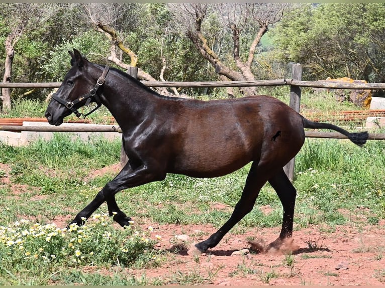 Menorquin Mare 1 year 15.1 hh Black in Menorca