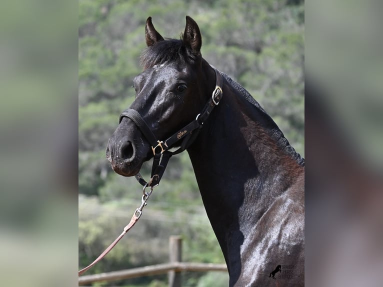 Menorquin Mare 1 year 15.1 hh Black in Menorca